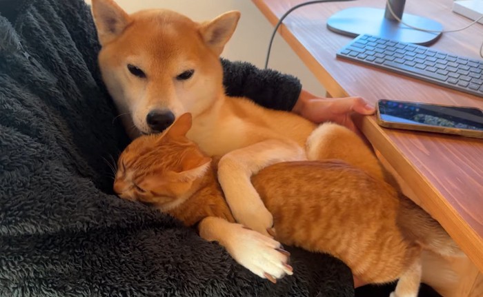 猫を舐める柴犬