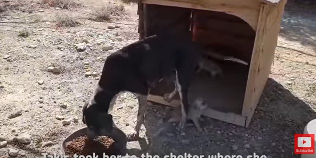 シェルター内の犬小屋