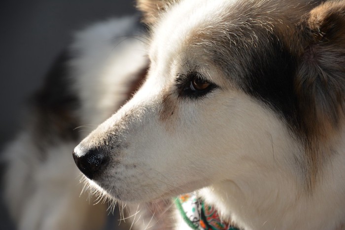 老犬の横顔