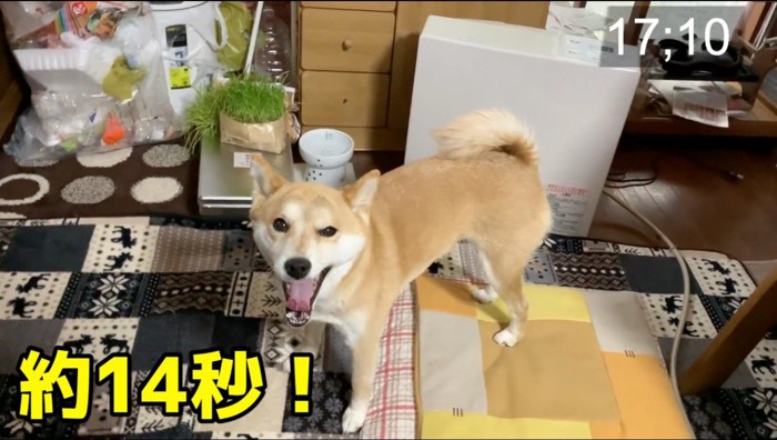 ストーブの前であくびをする犬