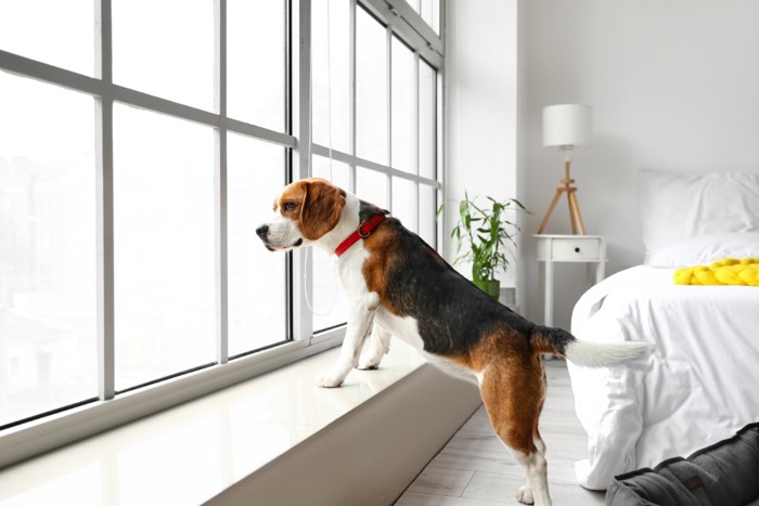 身を乗り出して窓の外を見る犬