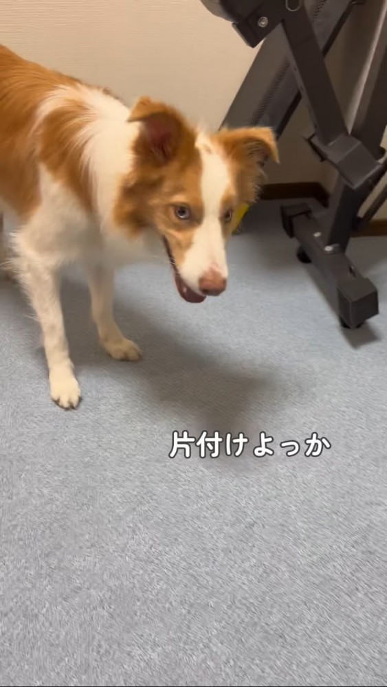 ボール片付けようと言われるボーダーコリー
