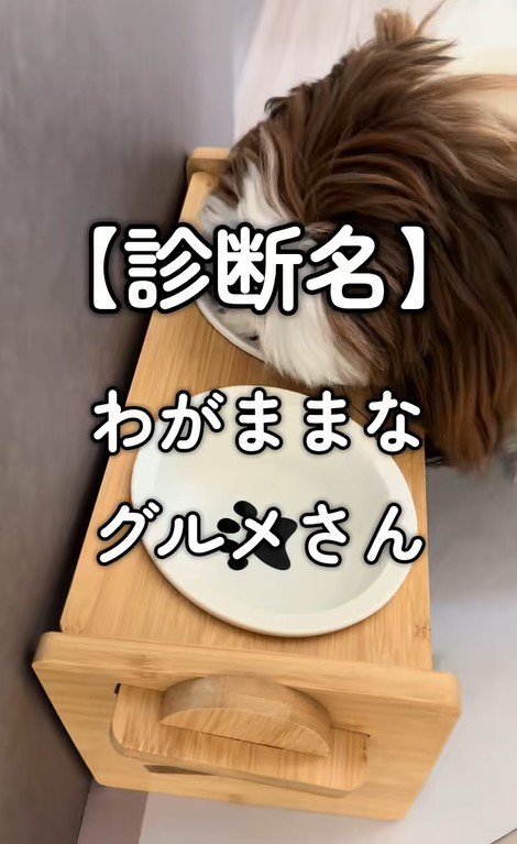 ご飯を食べないパンちゃん4