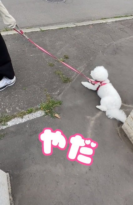 散歩拒否するもこちゃん