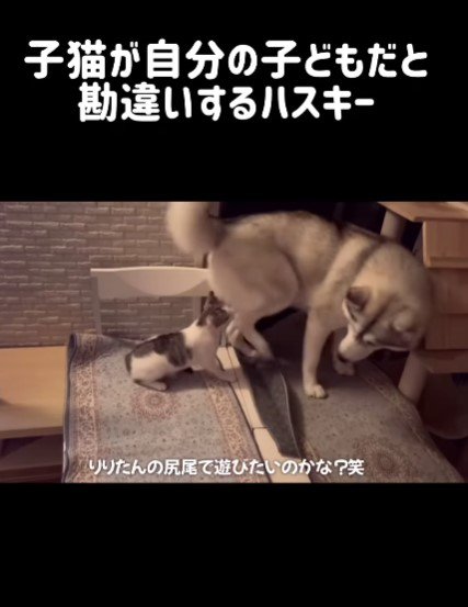 子猫を保護したら…