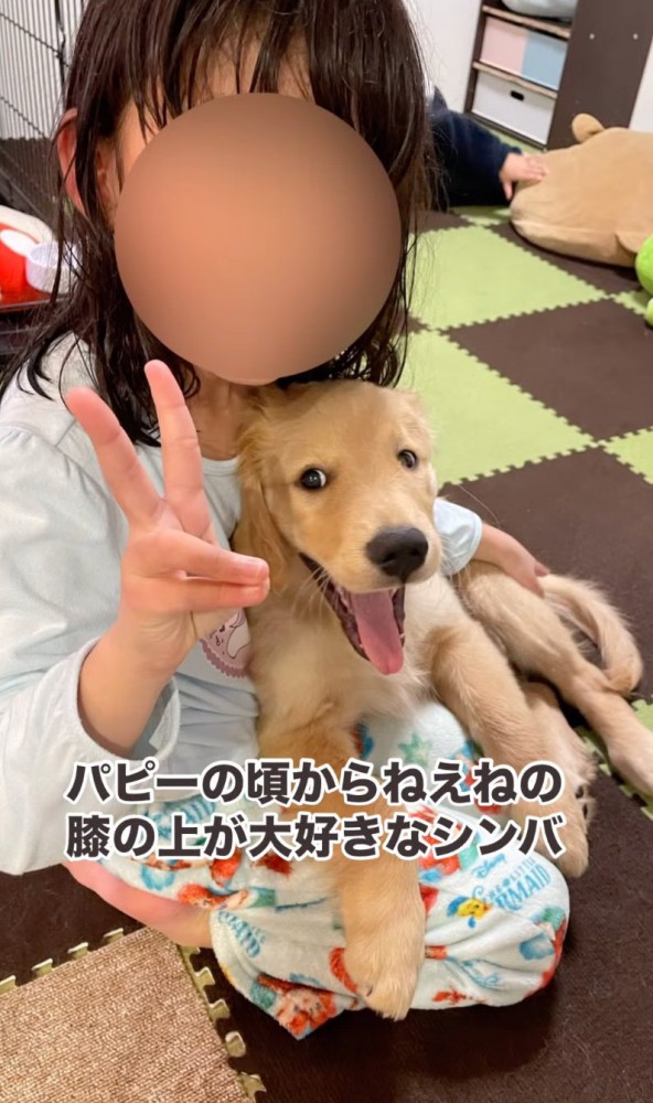 膝の上に乗る子犬