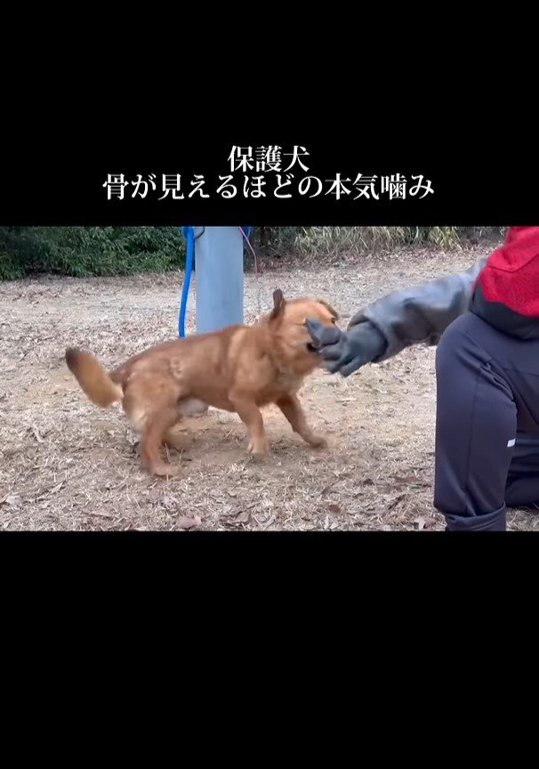 手袋を噛んで振り回そうとする犬