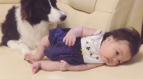 ソファに寝転がる赤ちゃんを見つめる犬