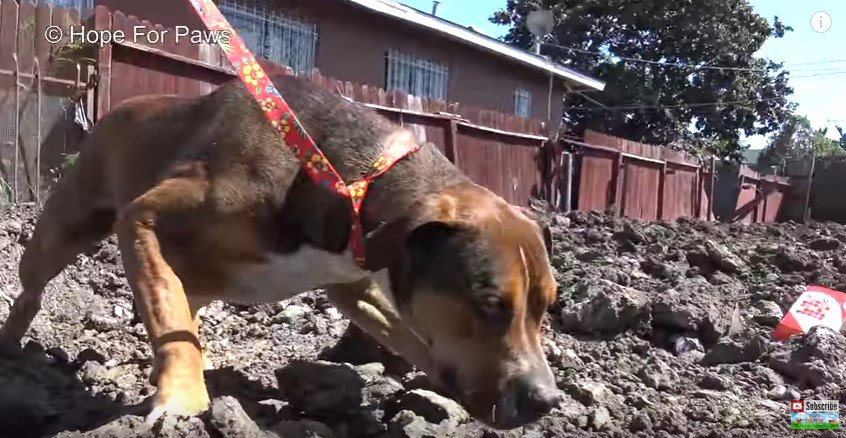 リードを引っ張る犬