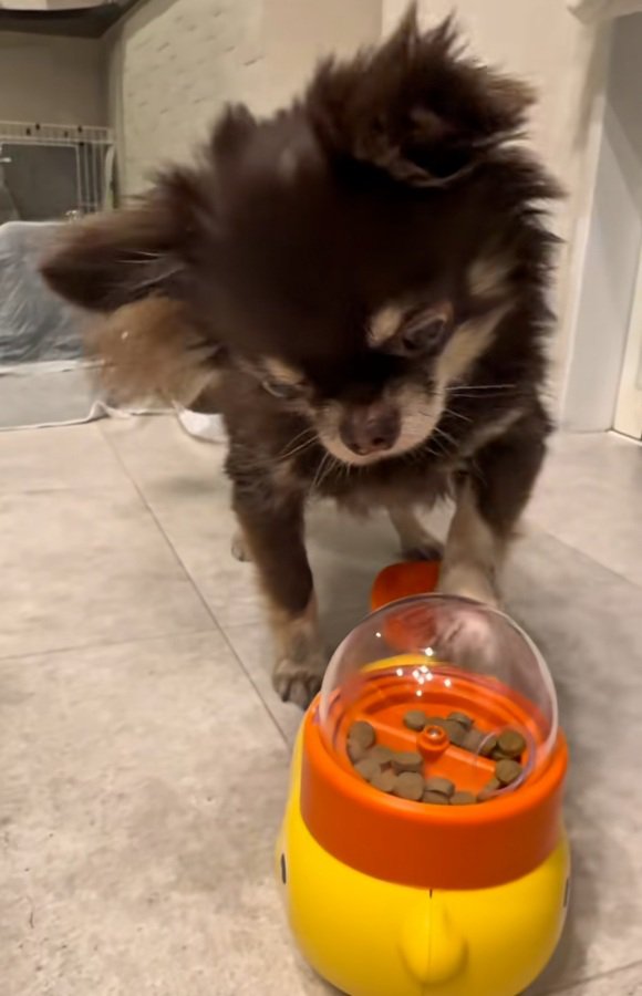 もう一度おやつを出すこげまる君