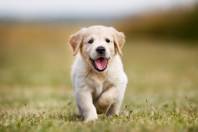 ラブラドール・レトリバーの子犬