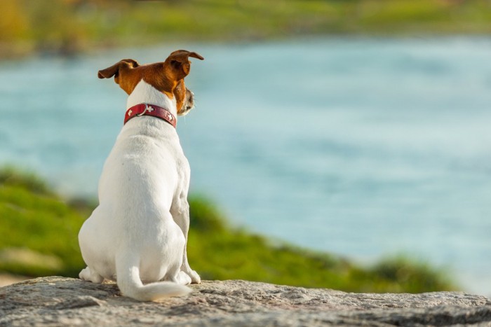 犬の背中