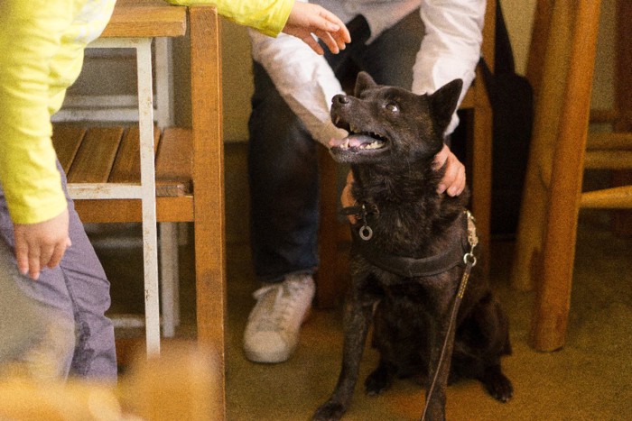 見上げる犬と子供の手