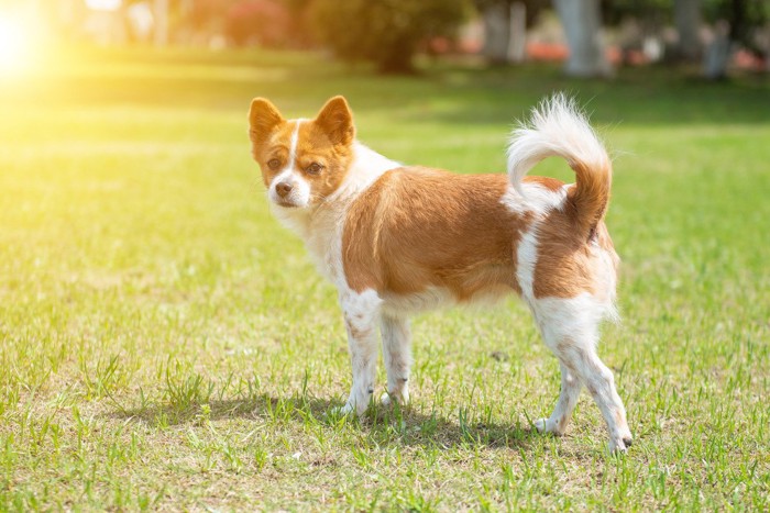 振り返る白茶の犬