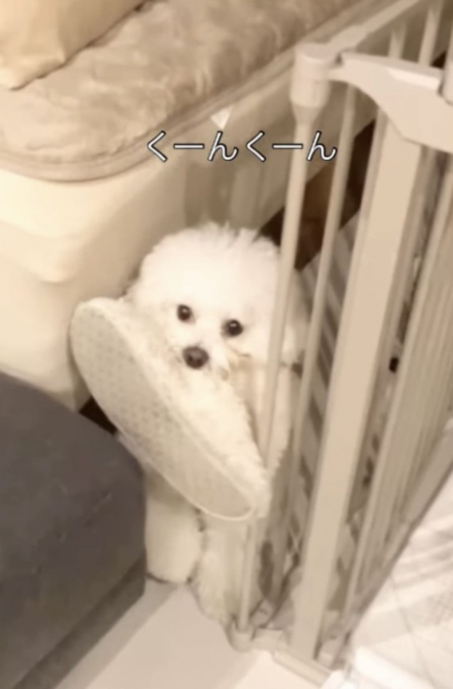 白いスリッパを咥える犬3