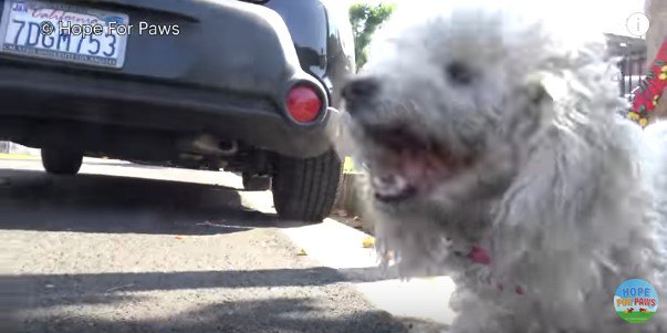 満足気な表情の犬