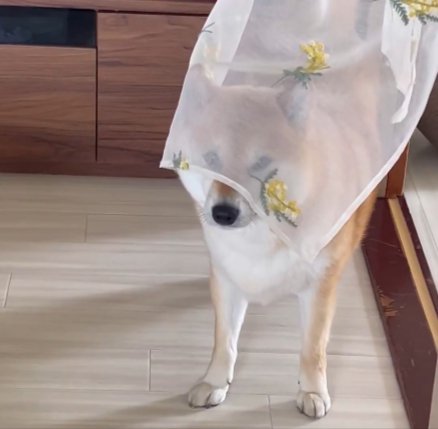 可愛すぎる