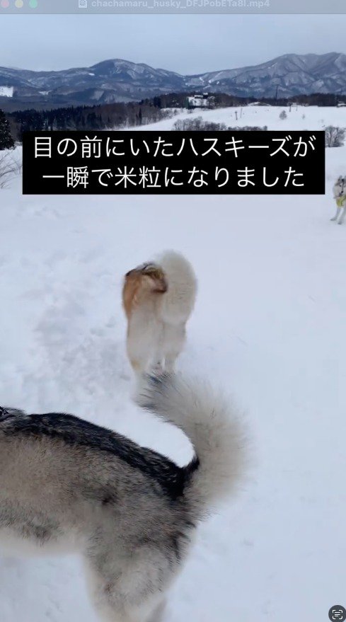 雪の中を歩く茶色い犬