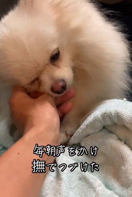 撫でられるゆめちゃん
