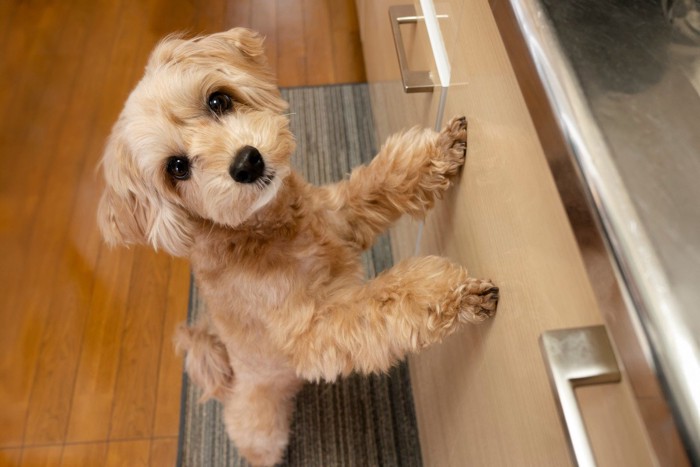 手をついて立ち上がる茶の犬