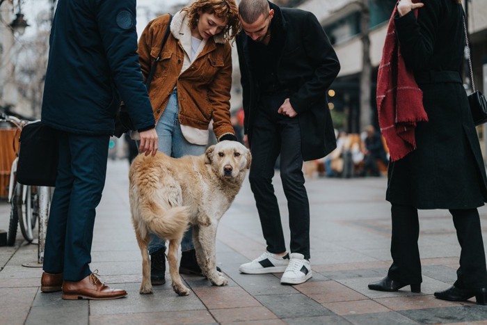 人に囲まれている犬