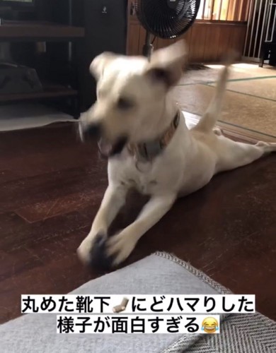 頭を激しく振る犬