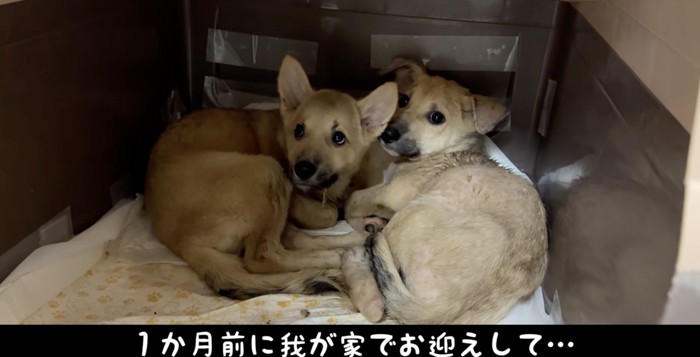 震えるセンとハク