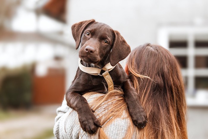 女性に抱っこされている子犬