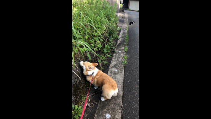 おもむろに進行方向を変える陽菜ちゃん