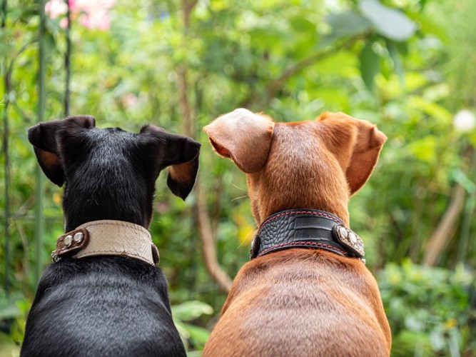 2頭の犬の後ろ姿