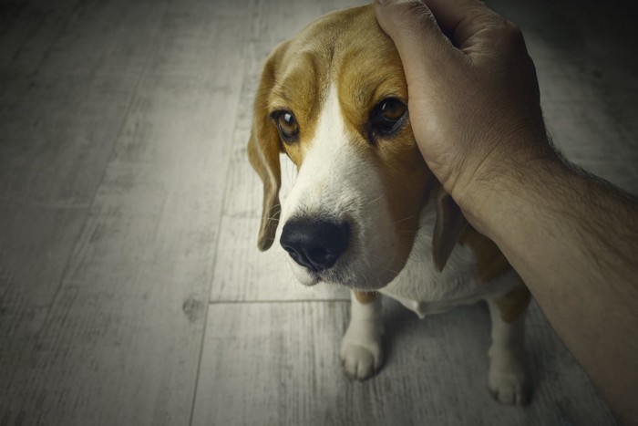 顔を触られ不満そうな犬