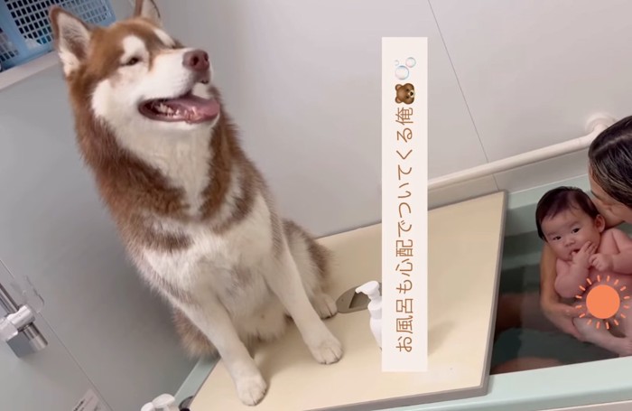 お風呂についてくるハスキー