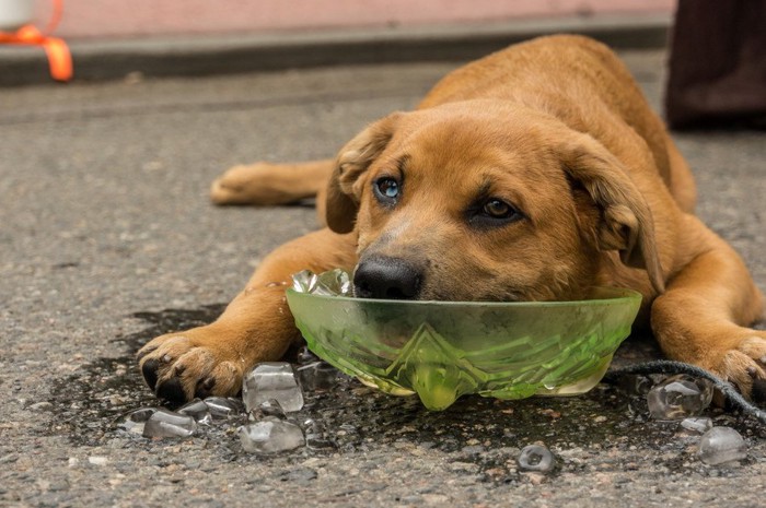 氷を食べる犬