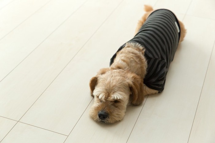 フローリングの上で休む服を着た垂れ耳の犬