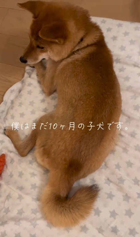 僕、10ヶ月の子犬です。