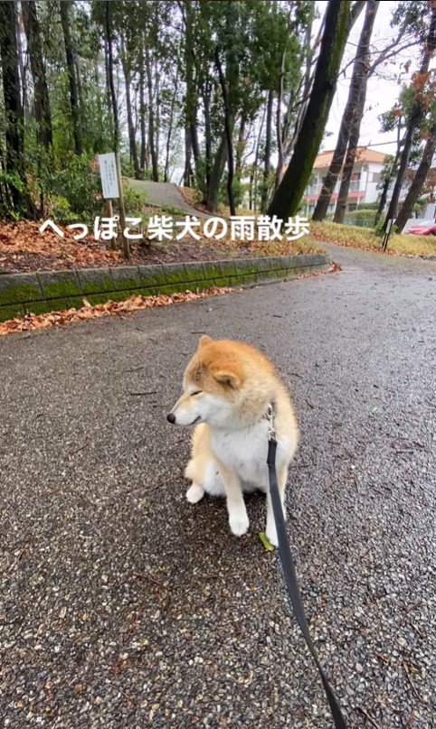 雨が苦手なこむぎちゃん2