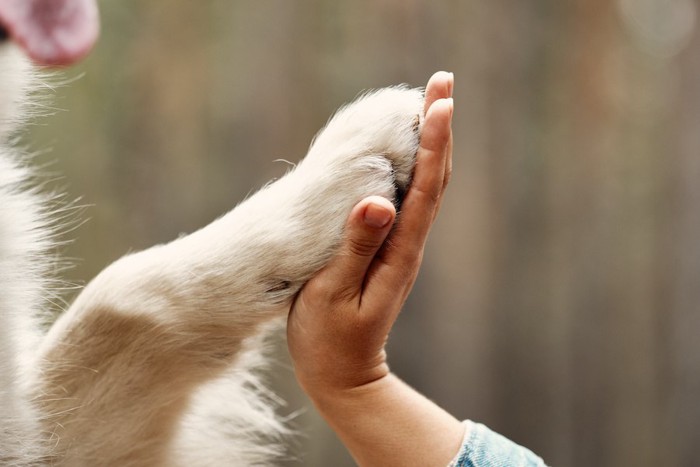 人の手とタッチする犬の手