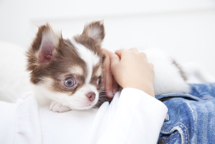 抱かれる子犬チワワ