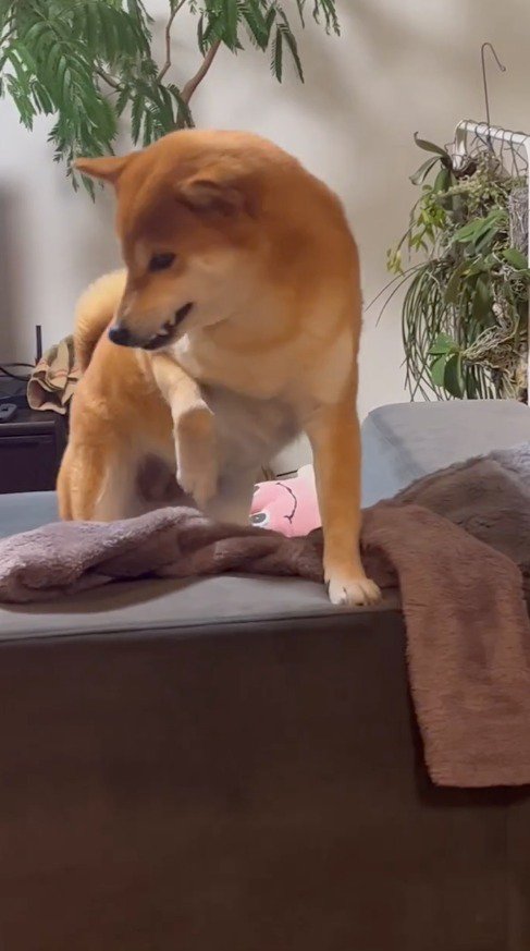 リンゴを咥えながら立ち上がる犬