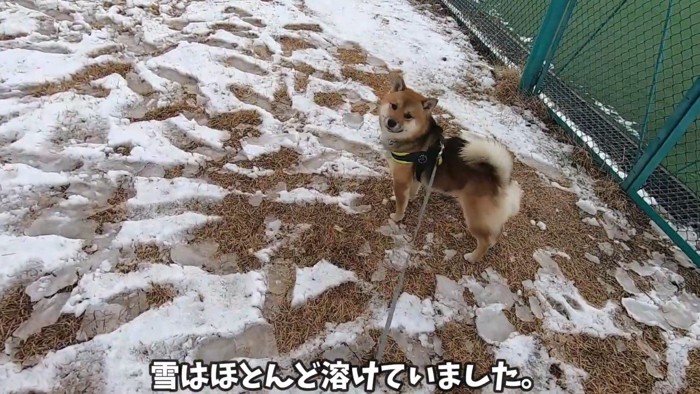 初めての雪に喜ぶおにぎり君9