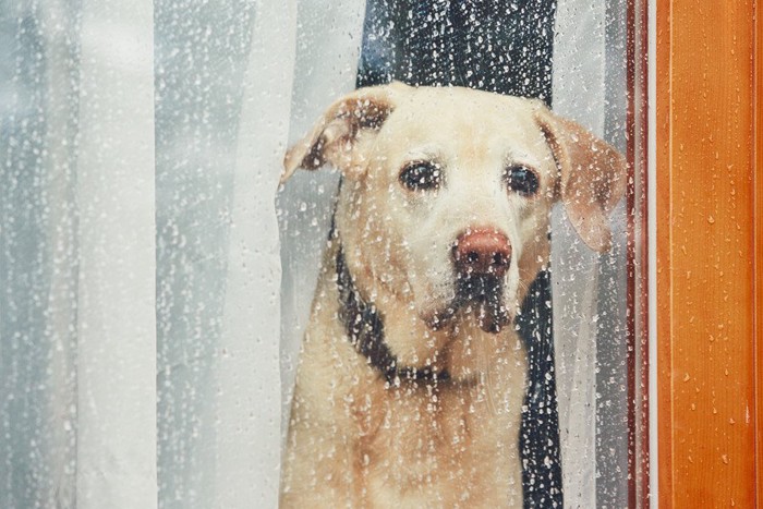 雨の日に窓の外を眺める犬