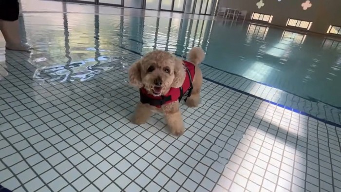 気持ち良さそうに水に浸かるロアくん