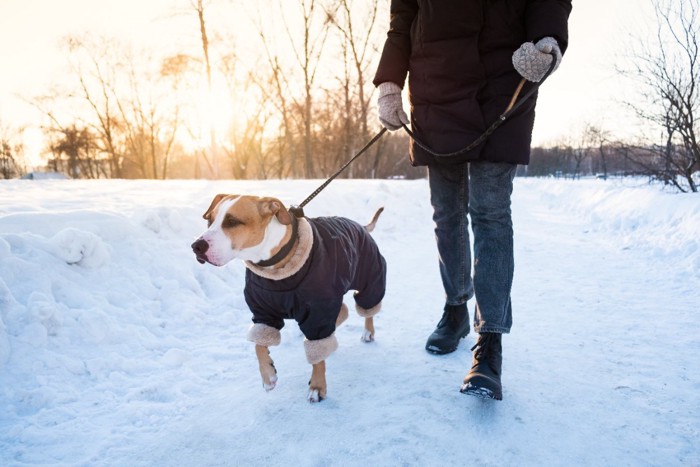 雪の上を散歩する犬