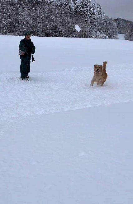 雪玉に向かって走るシンバくん