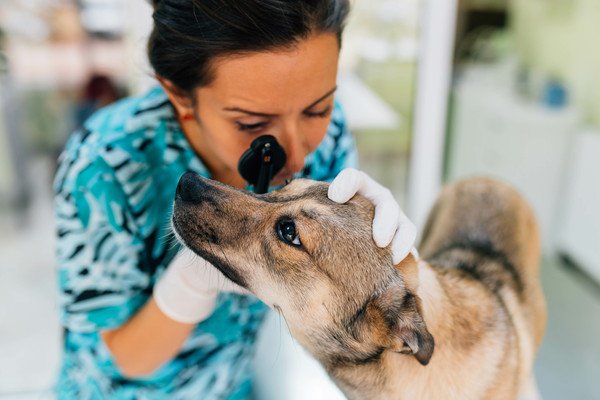 犬の涙やけの治し方