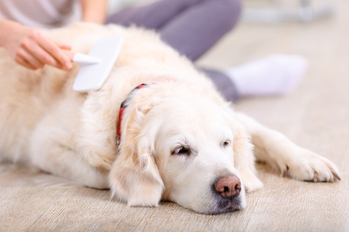 飼い主にブラッシングされてリラックスしている犬