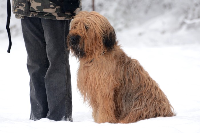 雪中で飼い主に寄り添って座るブリアード