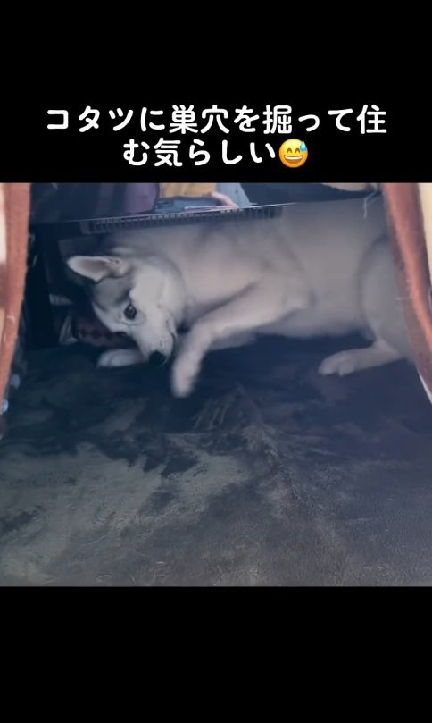 コタツに住むつもりのよう(笑)