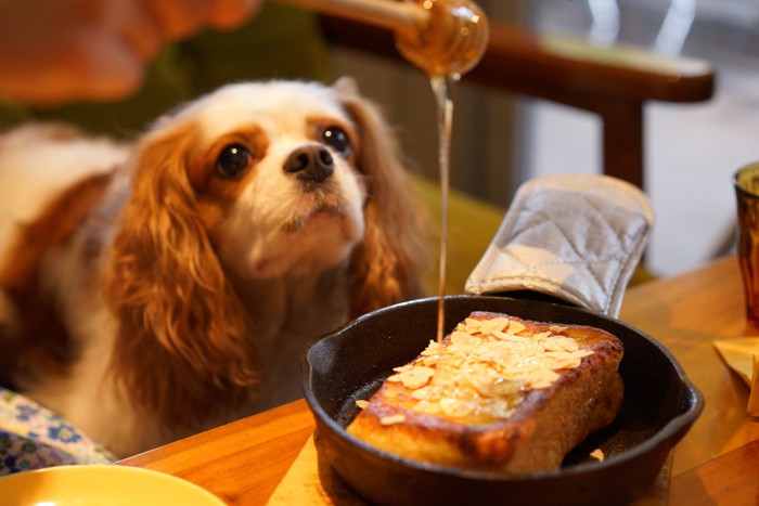 飼い主が食べようとしているはちみつを見つめる犬