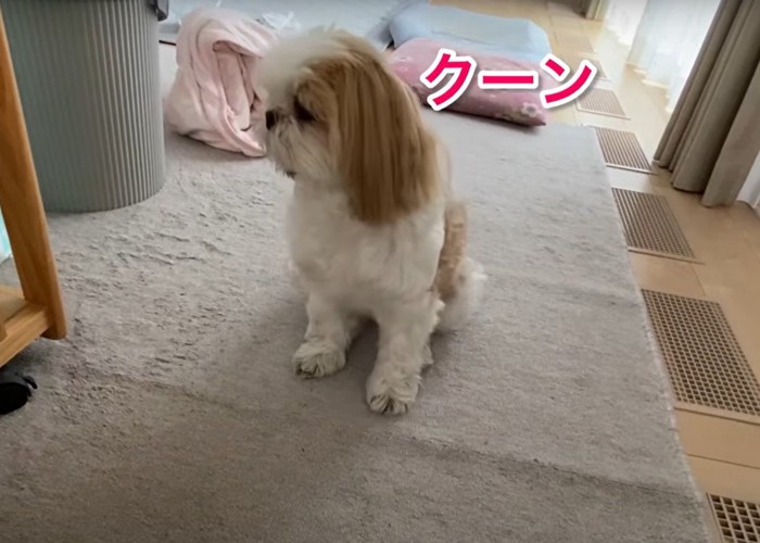 鳴き声をあげる犬